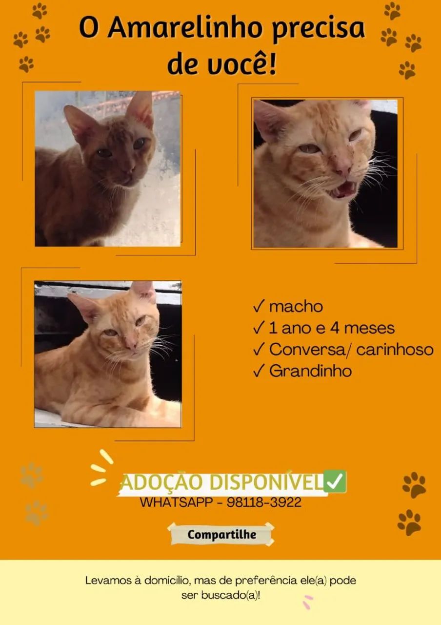 Lindos gatinhos para adoção  - Foto 5