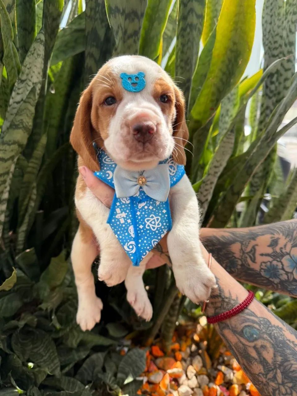 Beagle Filhotes  - Foto 2