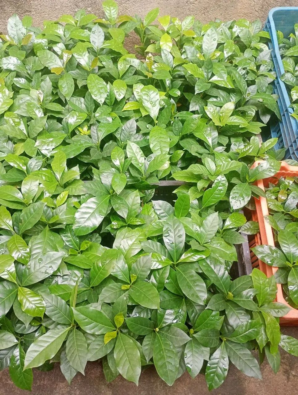 Vendo 500 mudas de café Catuaí. 