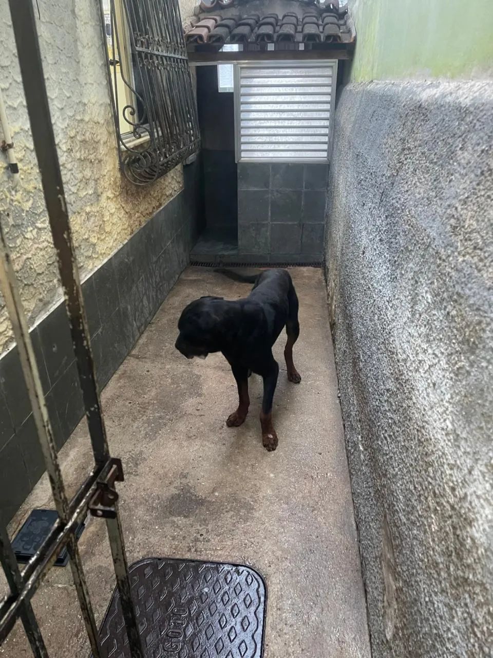 Doação rottweiler macho  - Foto 2