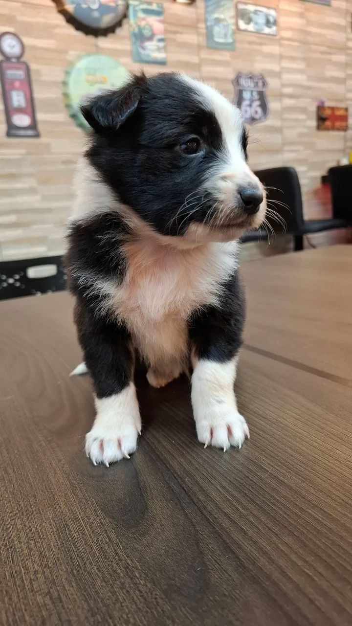 Filhotes de Border Collie  - Foto 3