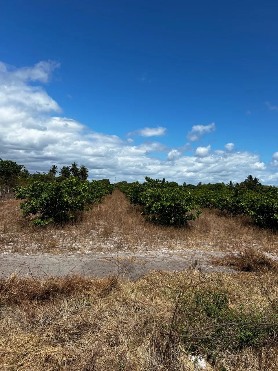 Vendo lotes em beberibe  - Foto 3