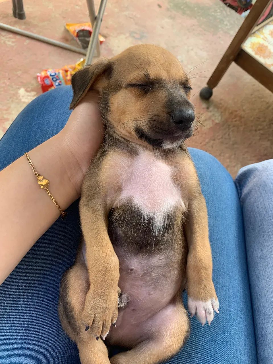 Cachorrinho pra doação  - Foto 2