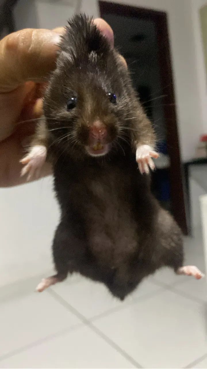 Hamster sírio com gaiola - Foto 4