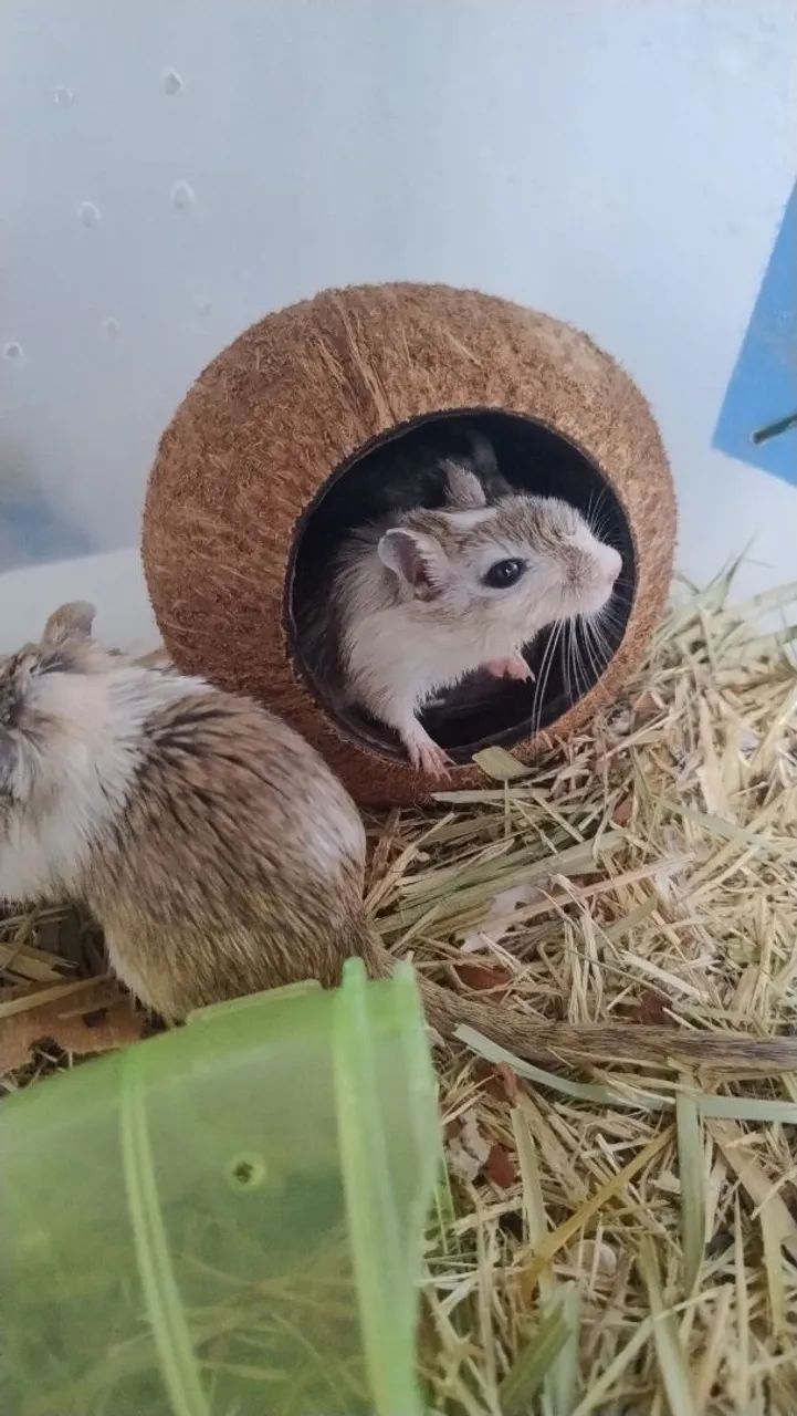 Gerbil (Esquilo da Mongólia) - Filhotes