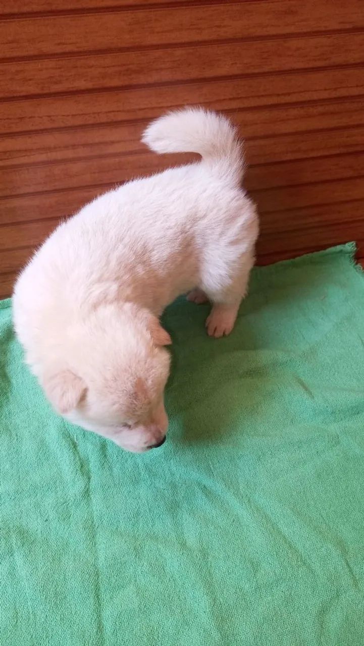 Cachorro  - Foto 2
