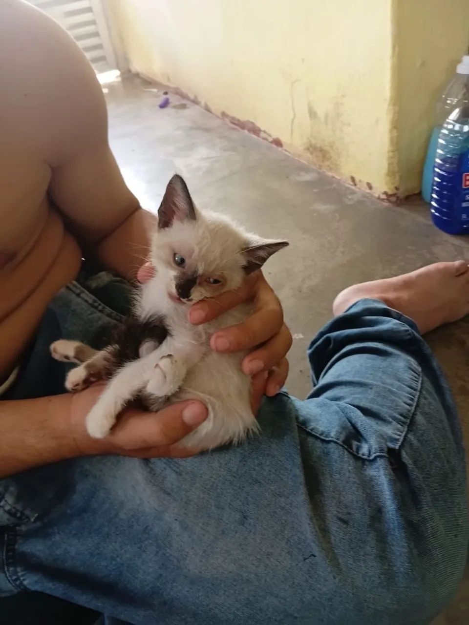 Gatinho de quase 2 meses  - Foto 3