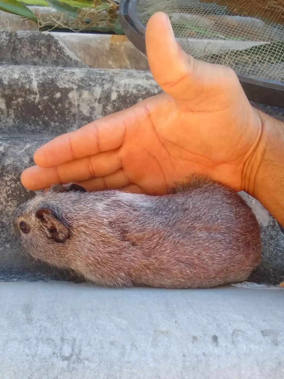 Porquinho da Índia  - Foto 3