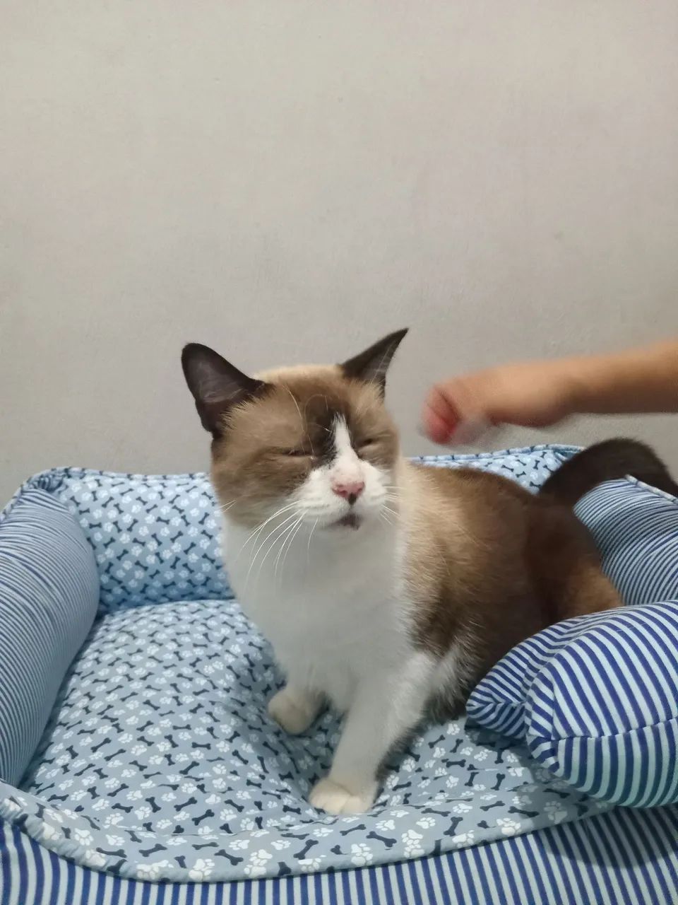 gatinho para adoção - Foto 4