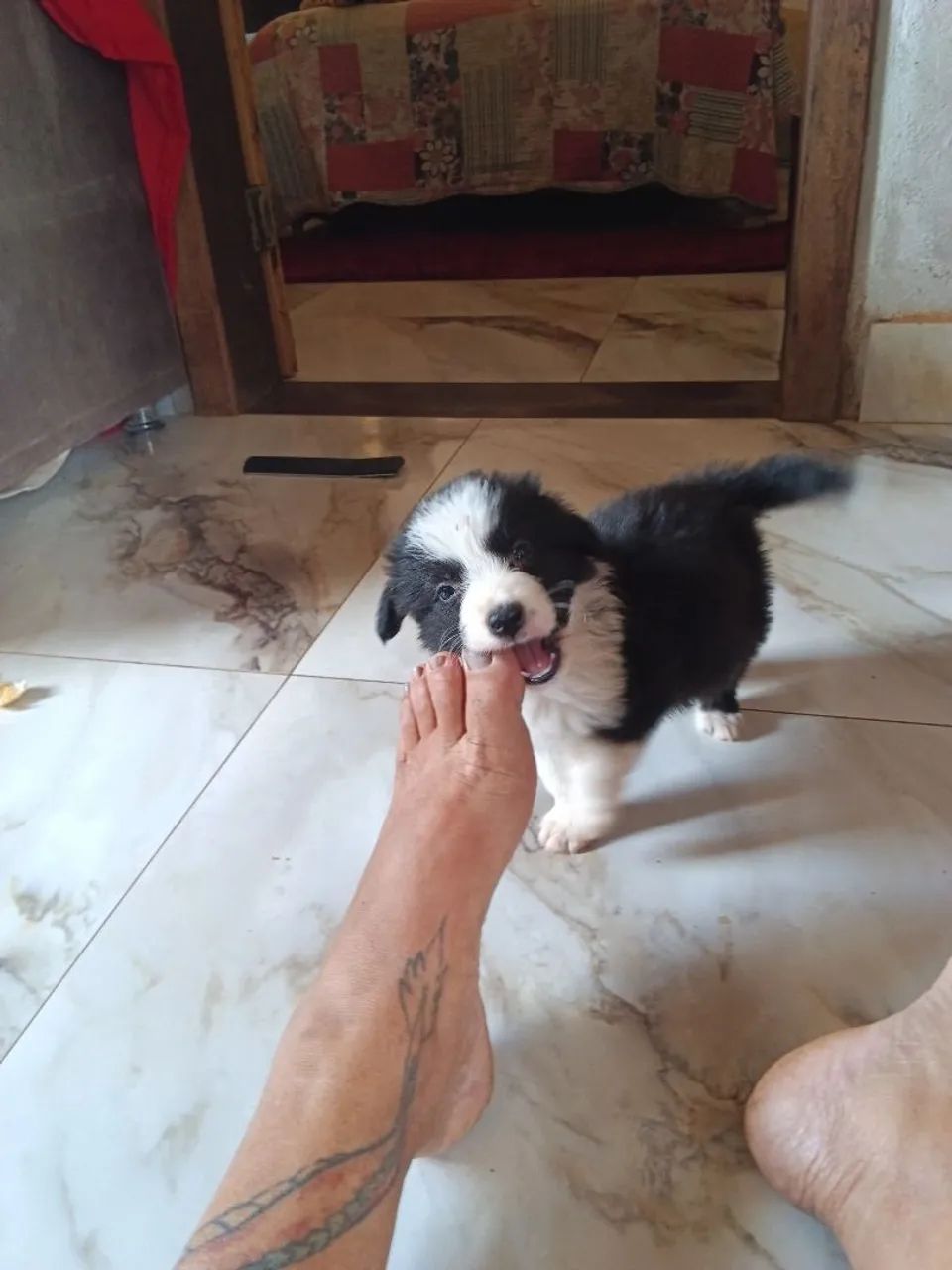Border collie  - Foto 2