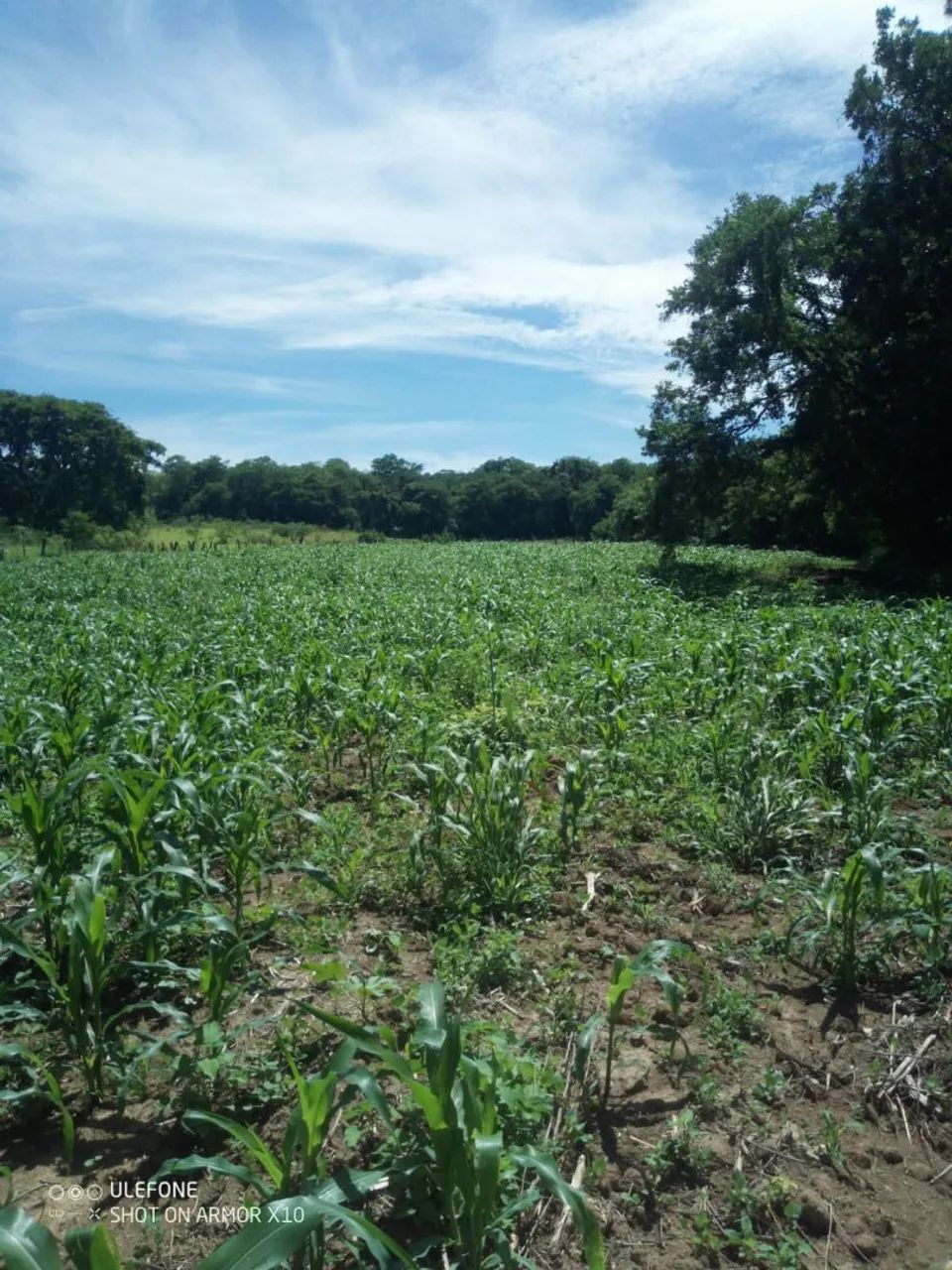Sítio próximo a Bocaiúva mg  - Foto 3