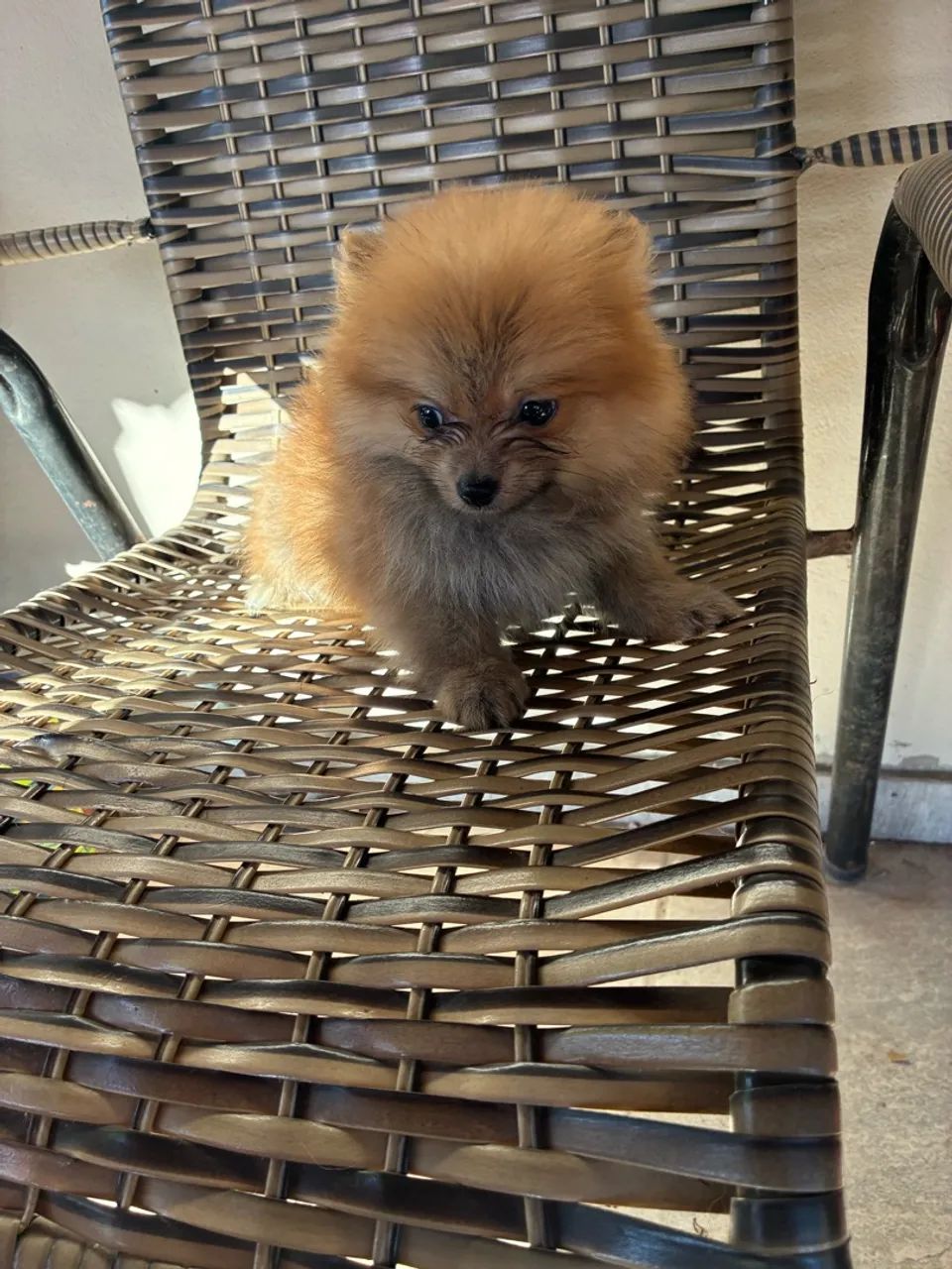 Lulu da pomeranea  - Foto 2