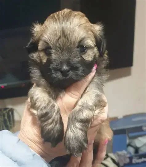 peludos e pequenos  - Foto 2