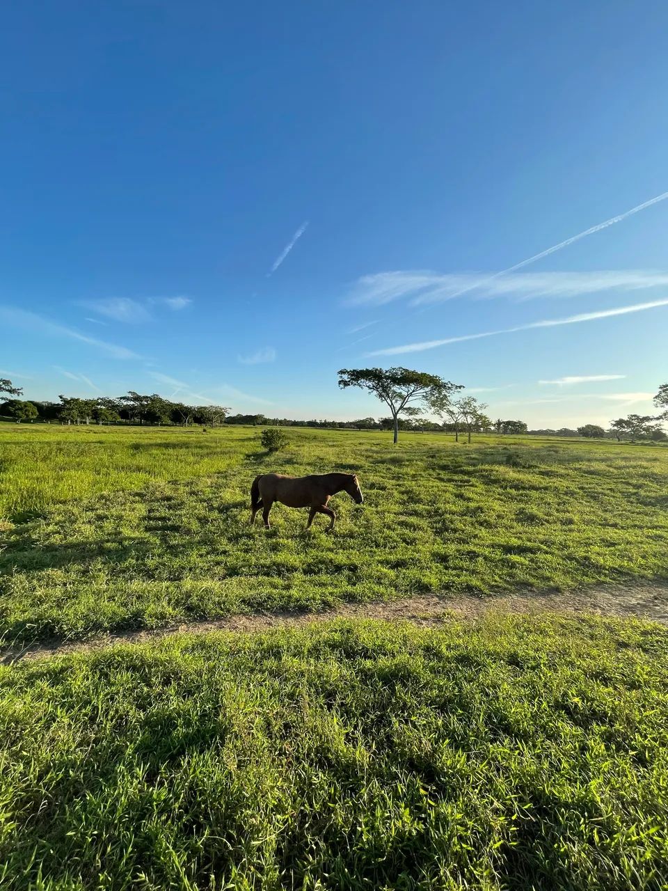 Cavalo mestiço  - Foto 2
