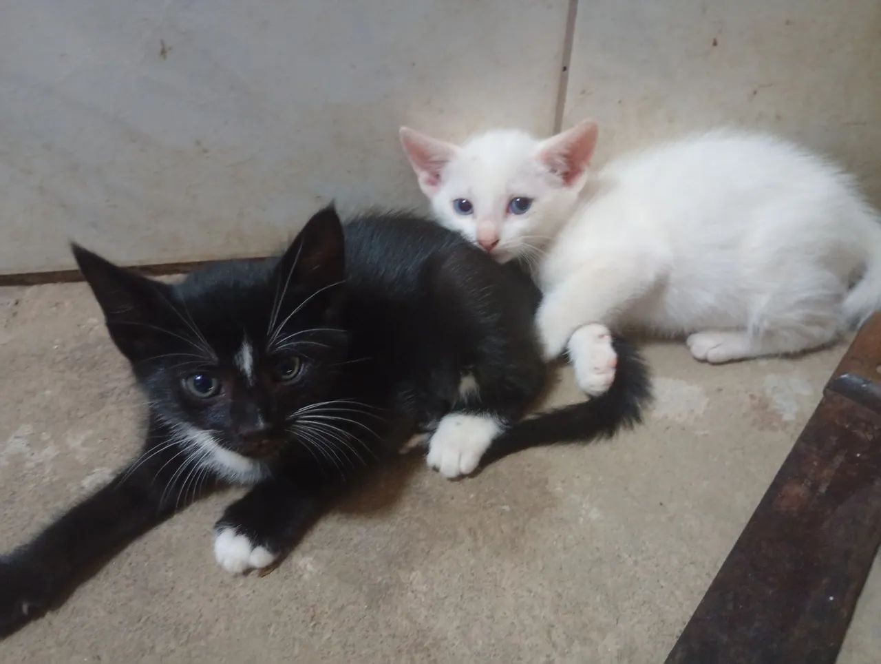 2 gatos machos filhotes para adoção 