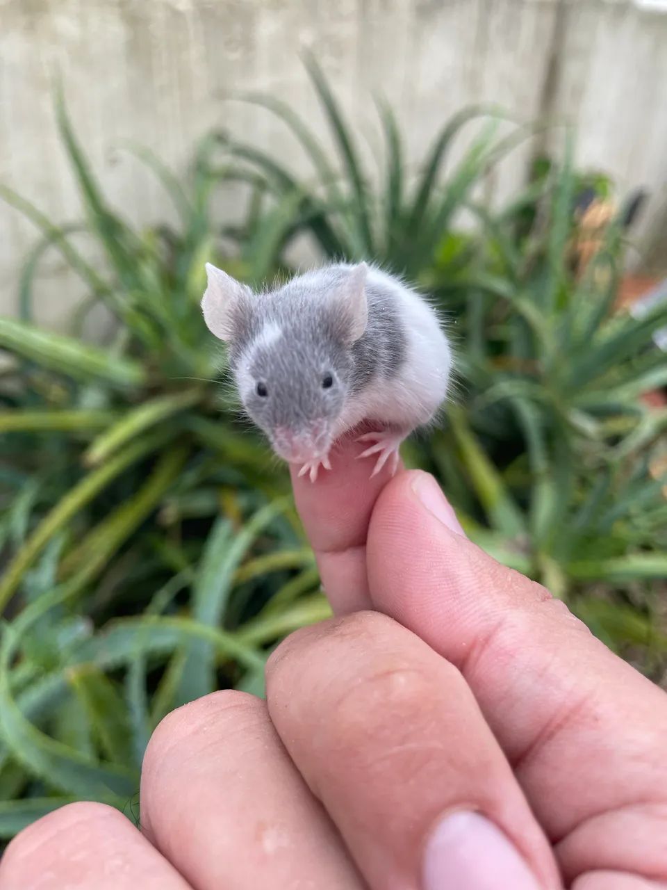 Rats / Mice65675276819074121