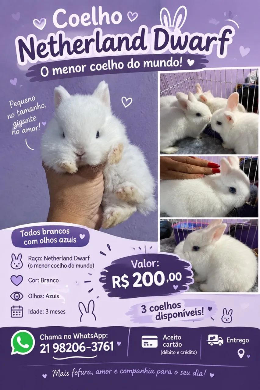Mini Coelho Netherland Dwarf 