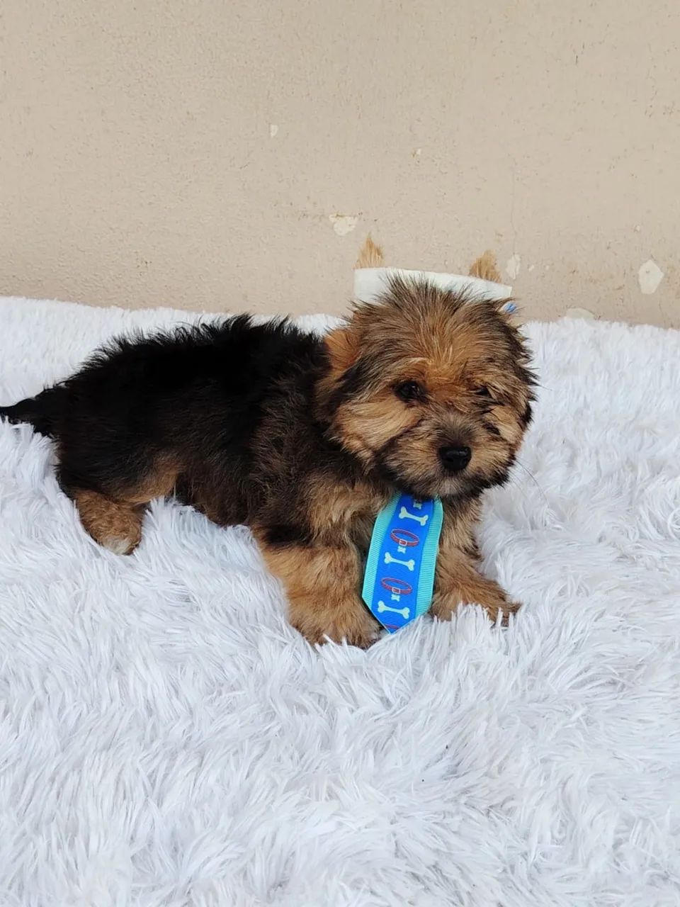 Yorkshire terrier 