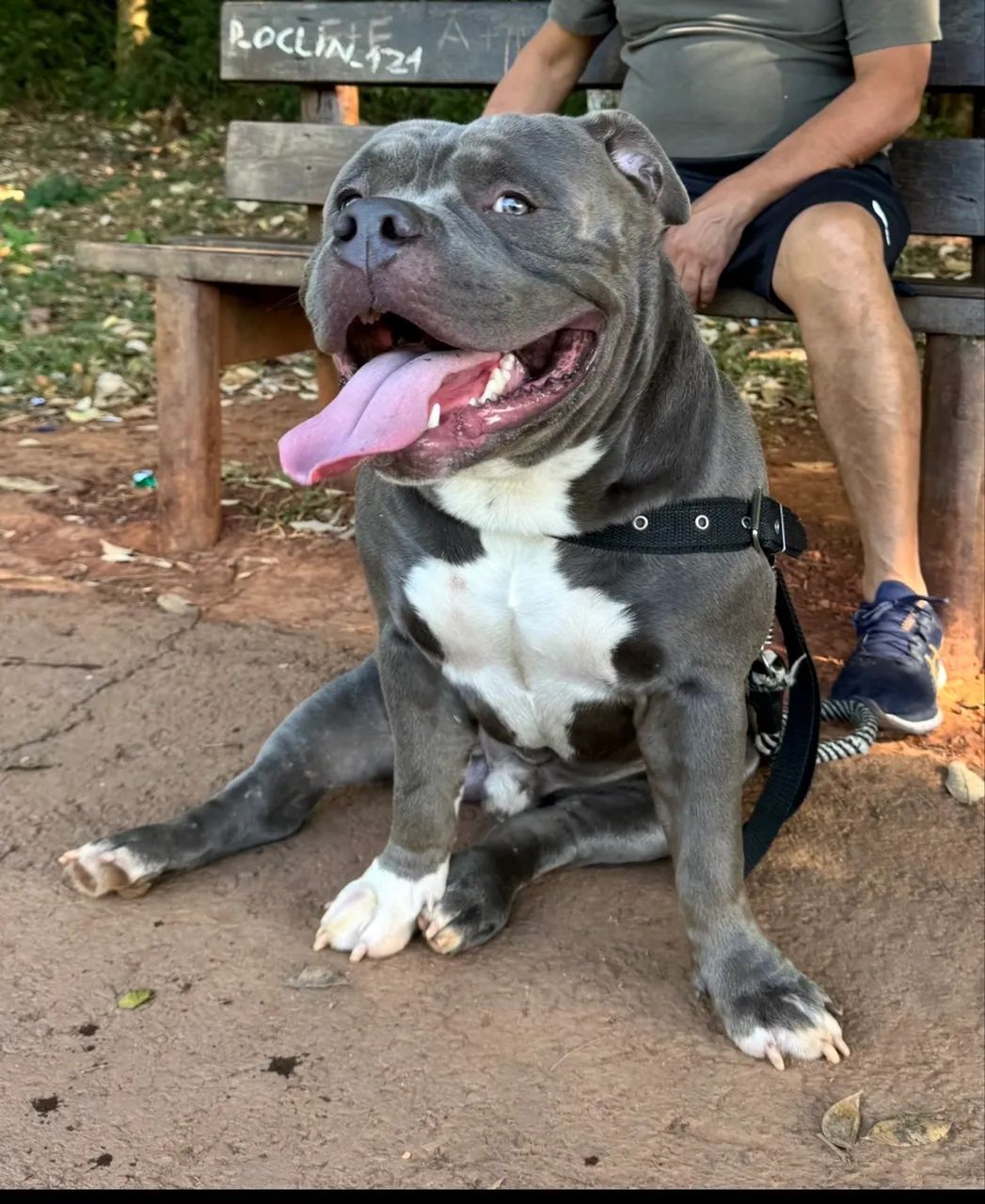 American bully ( cruza )