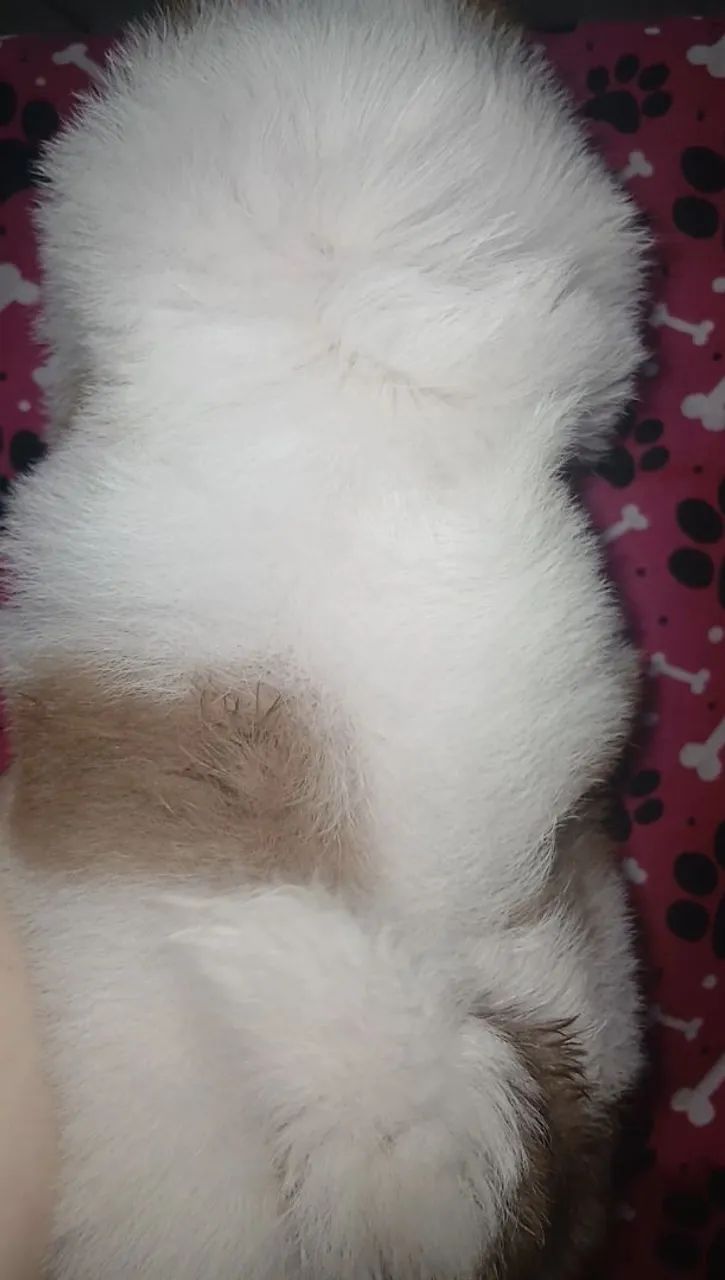 Shih tzu  - Foto 3