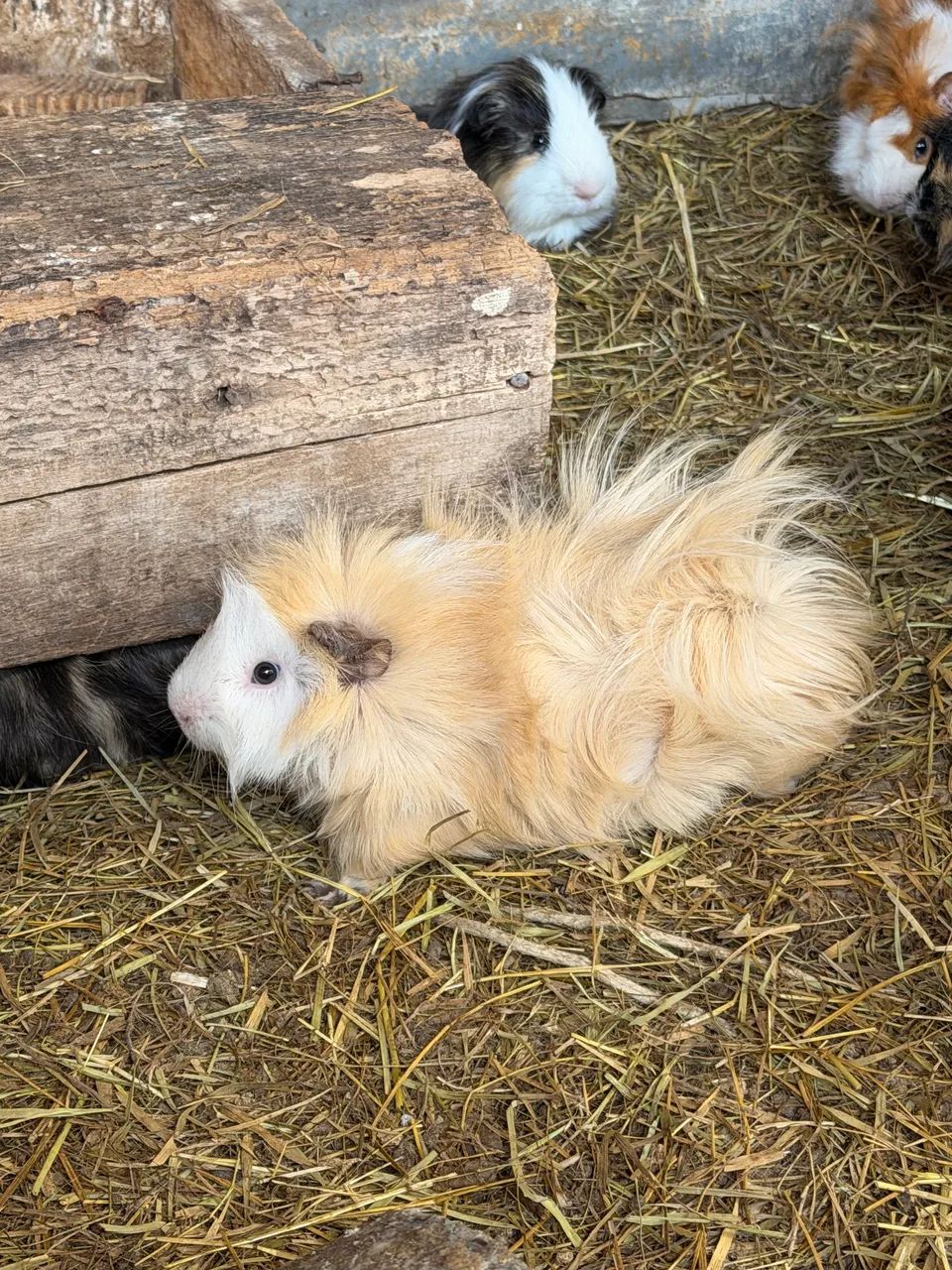 Porquinhos da índia diversas raças 50 cada machos e fêmeas 