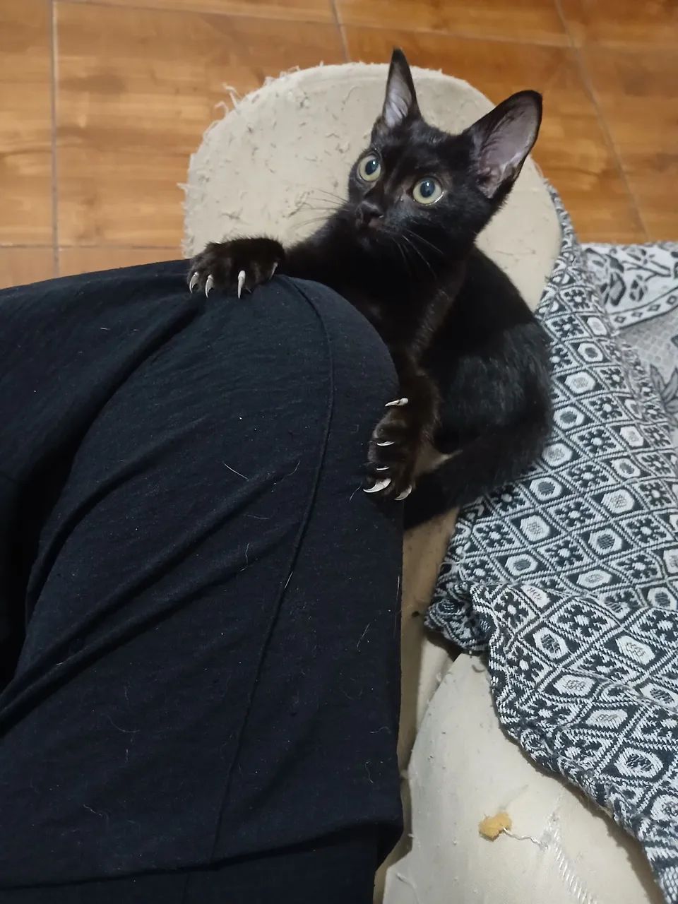 Gato filhote raça bombaim - Foto 6