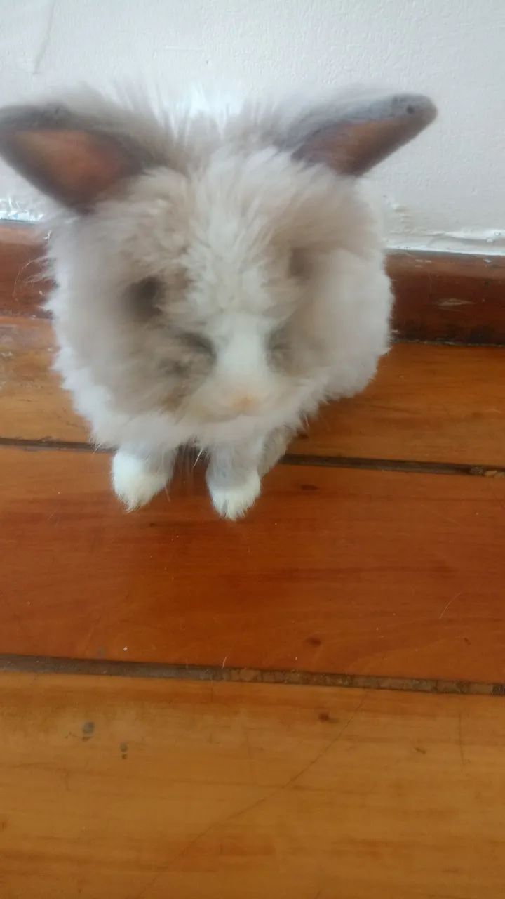 Coelhos Mine Lion lindos