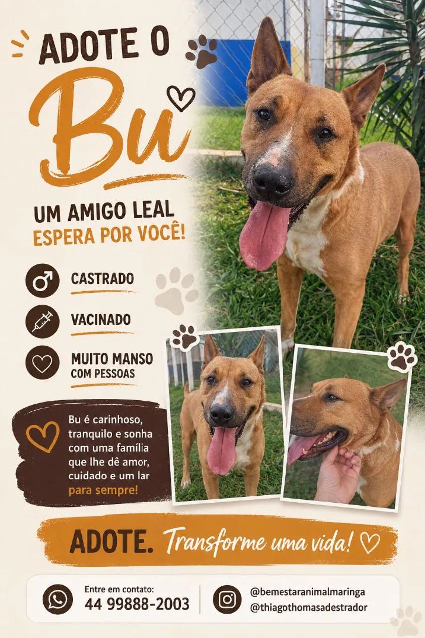 Adoção responsável lindo bull