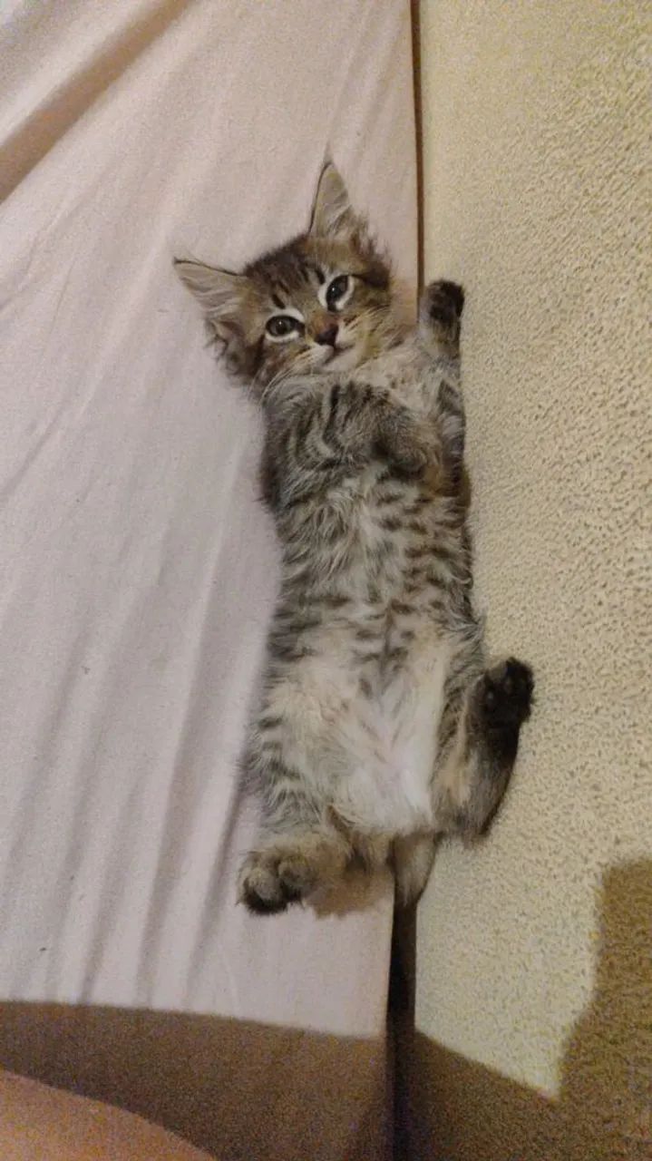 Gata adoção 