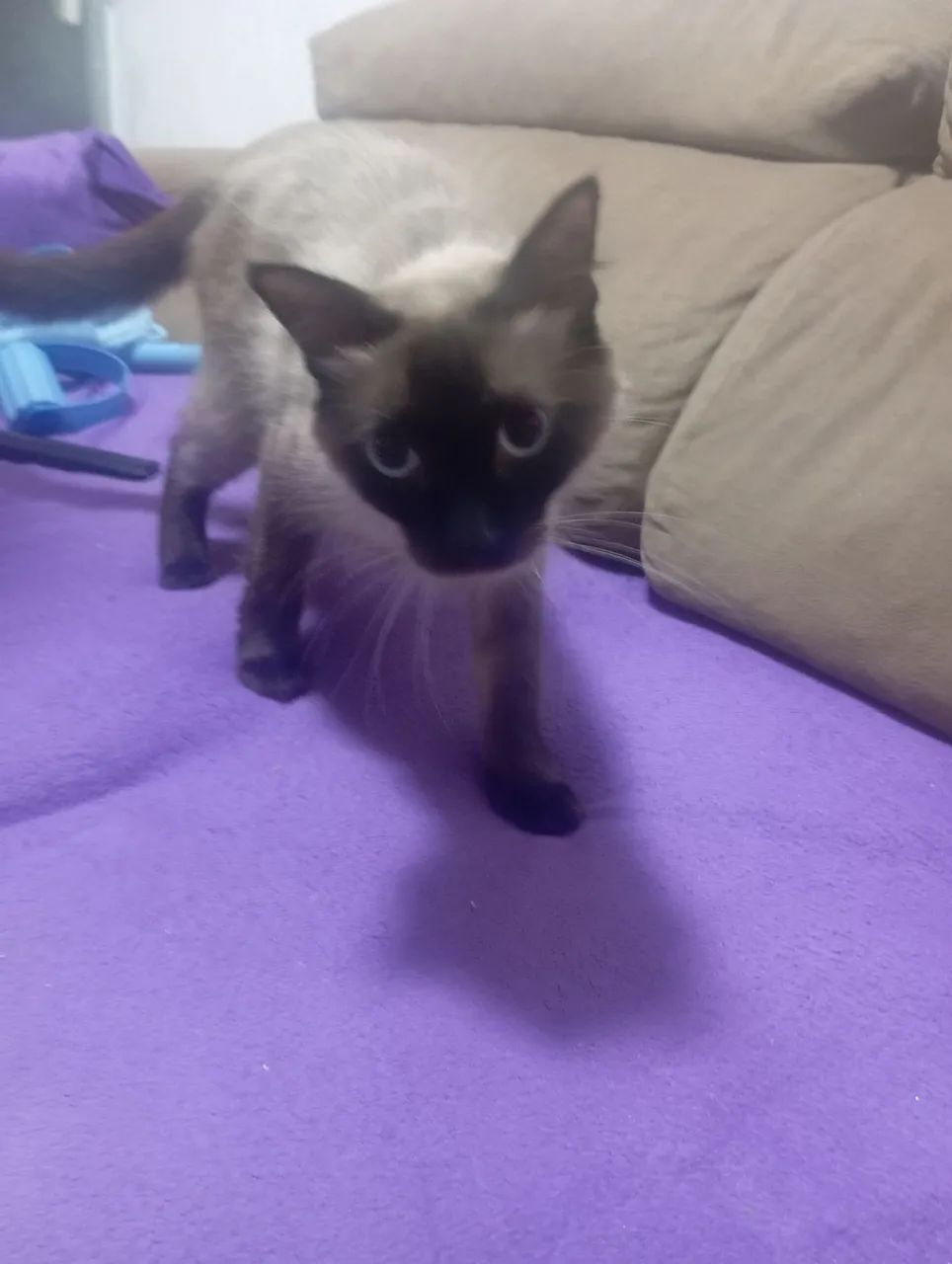 Doando essa Gata