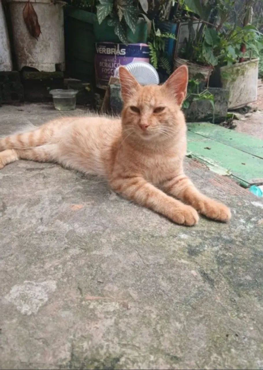 Doação de Gato