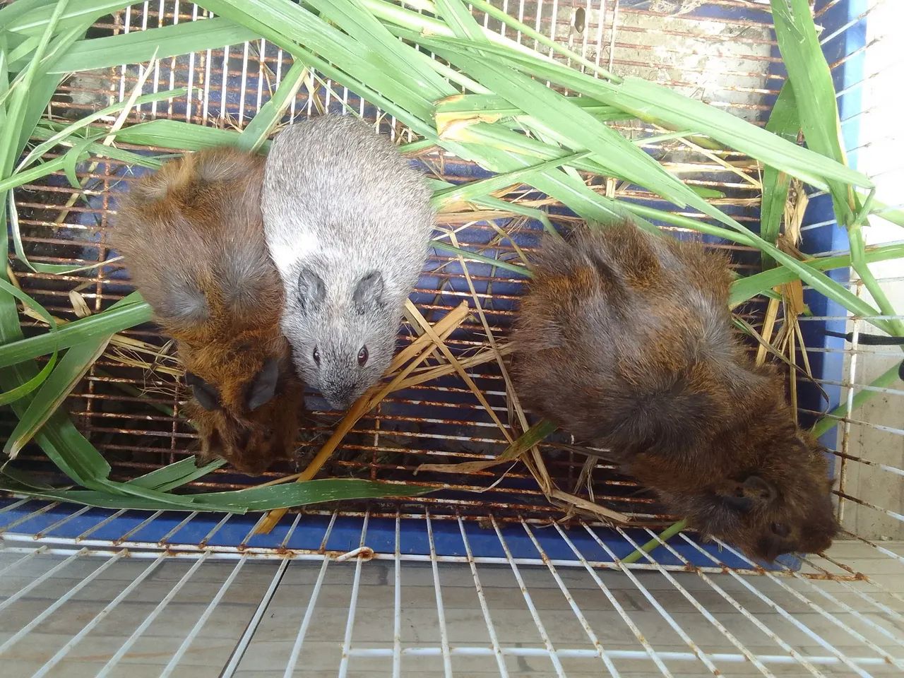 Promoção 3 por 100 - Foto 2