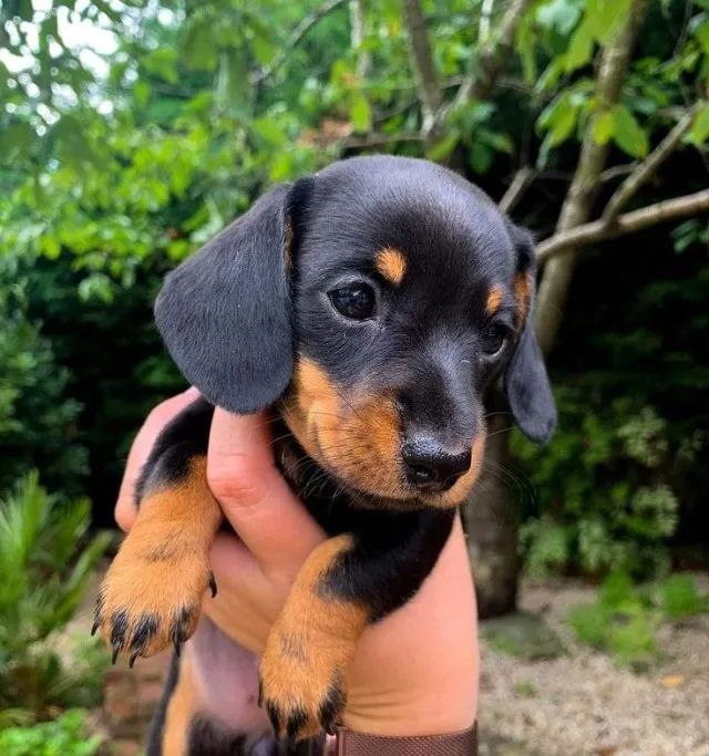 filhotes de basset daschund com garantia  - ótima companhia para família - Foto 3