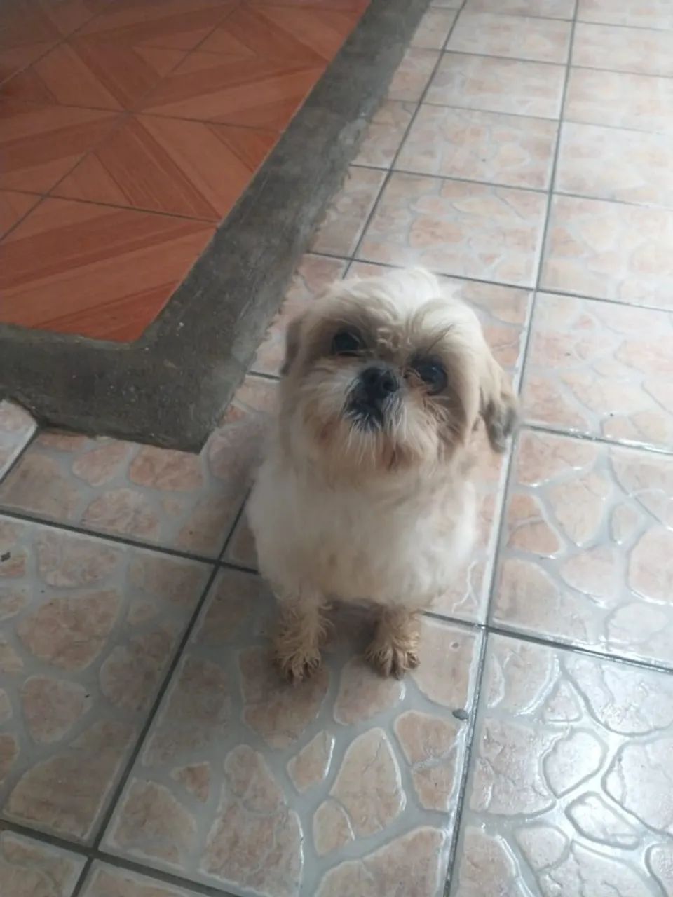Shitzu 