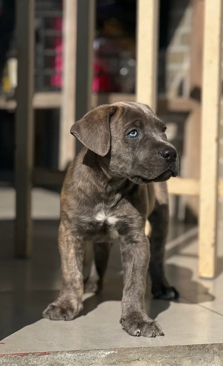 Filhote de Cane Corso