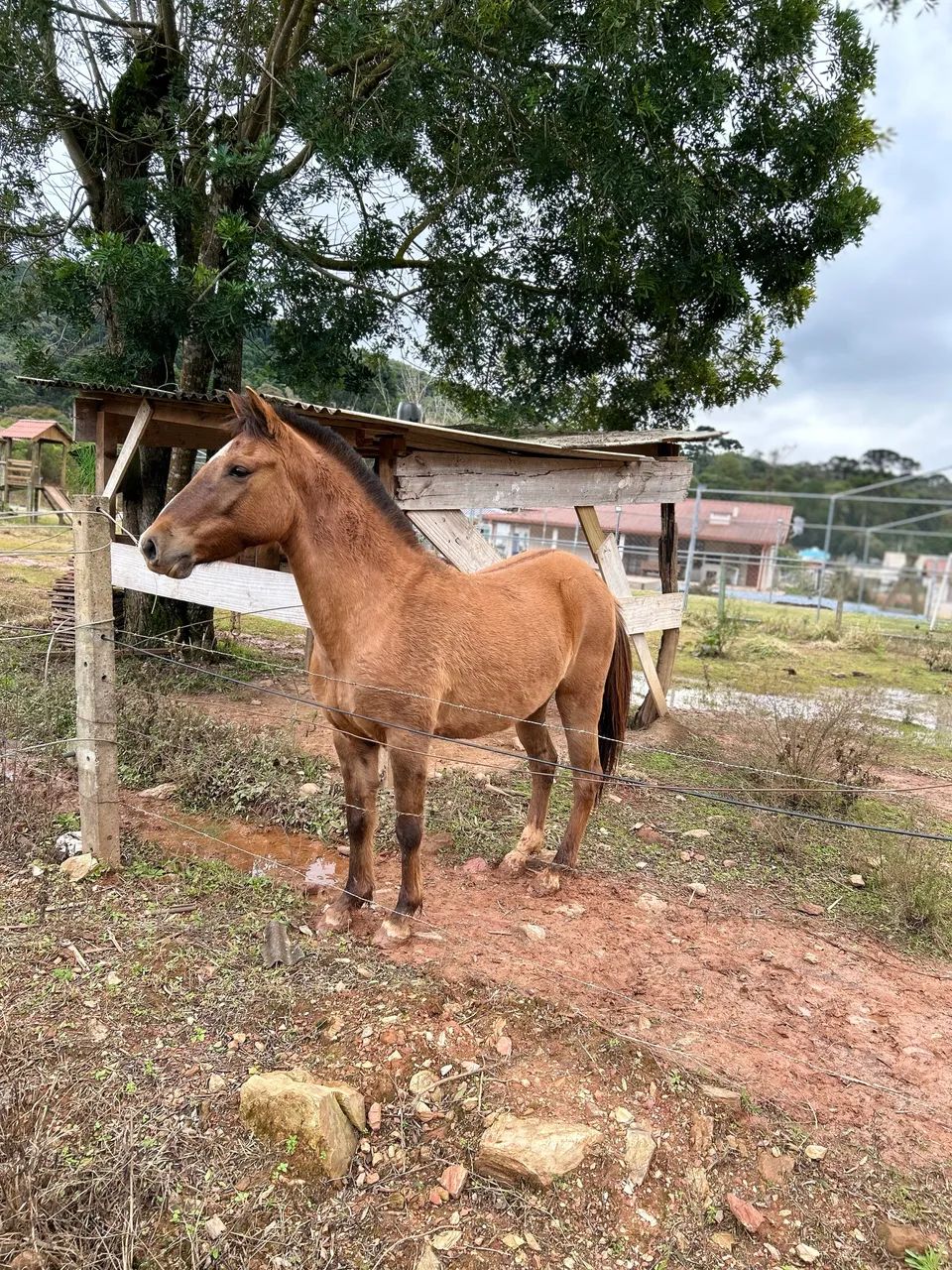 Vendo égua crioula - Foto 4