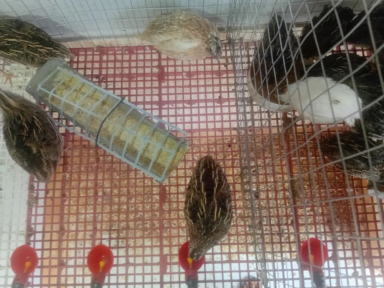 Codornas gigante - Foto 3