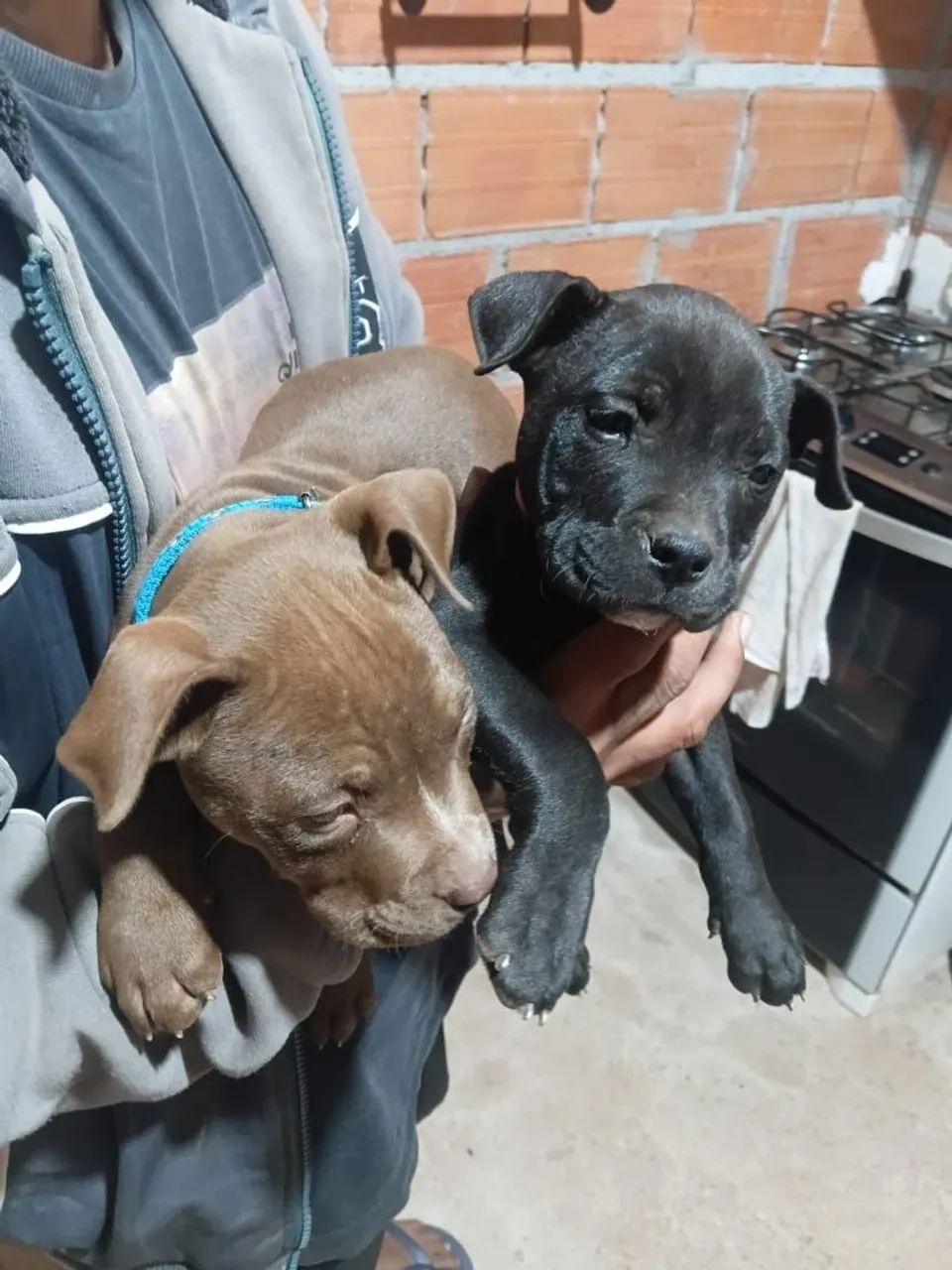 Pitbull  - Foto 3
