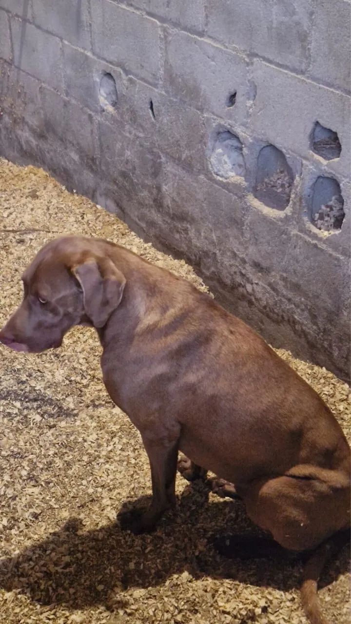 Doou cachorro weimaraner macho castrado super dócil ! - Foto 3