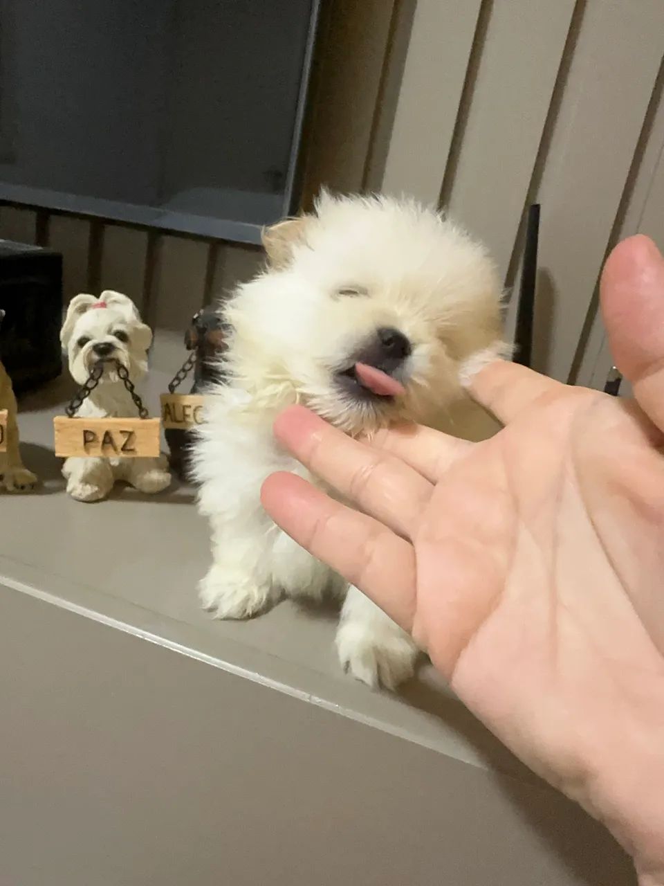 Vendo filhotes de Spitz alemão  - Foto 4