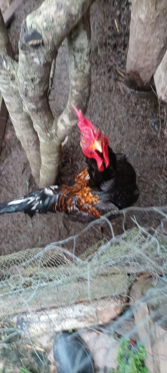 Vende-se Frango caipira 