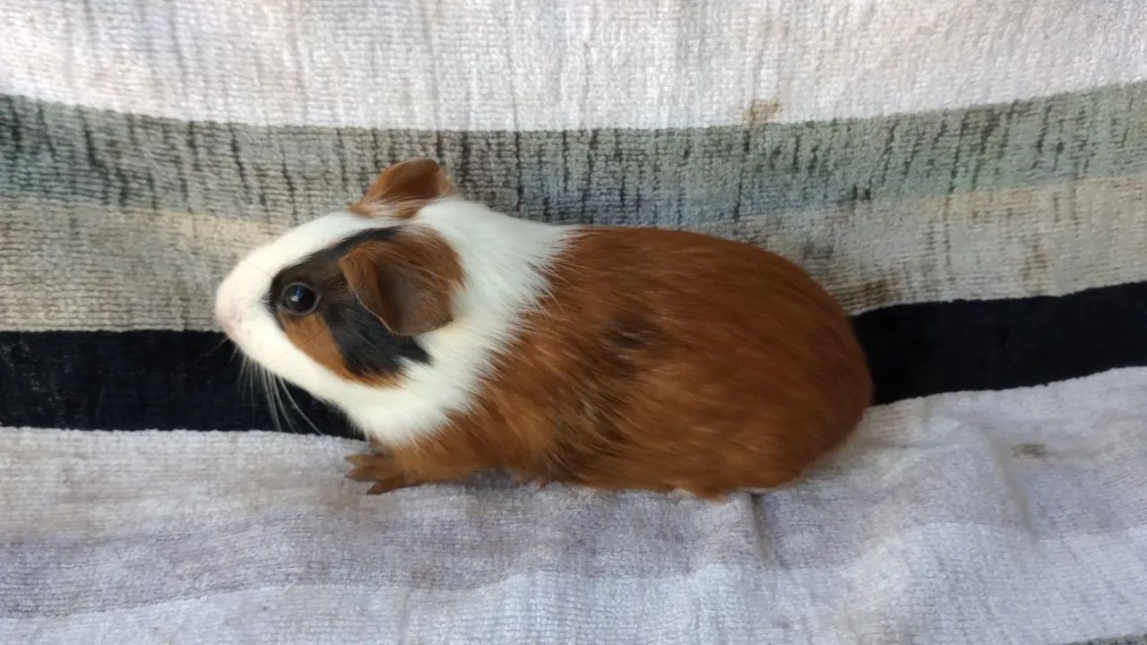 vendo porquinho da Índia  - Foto 3