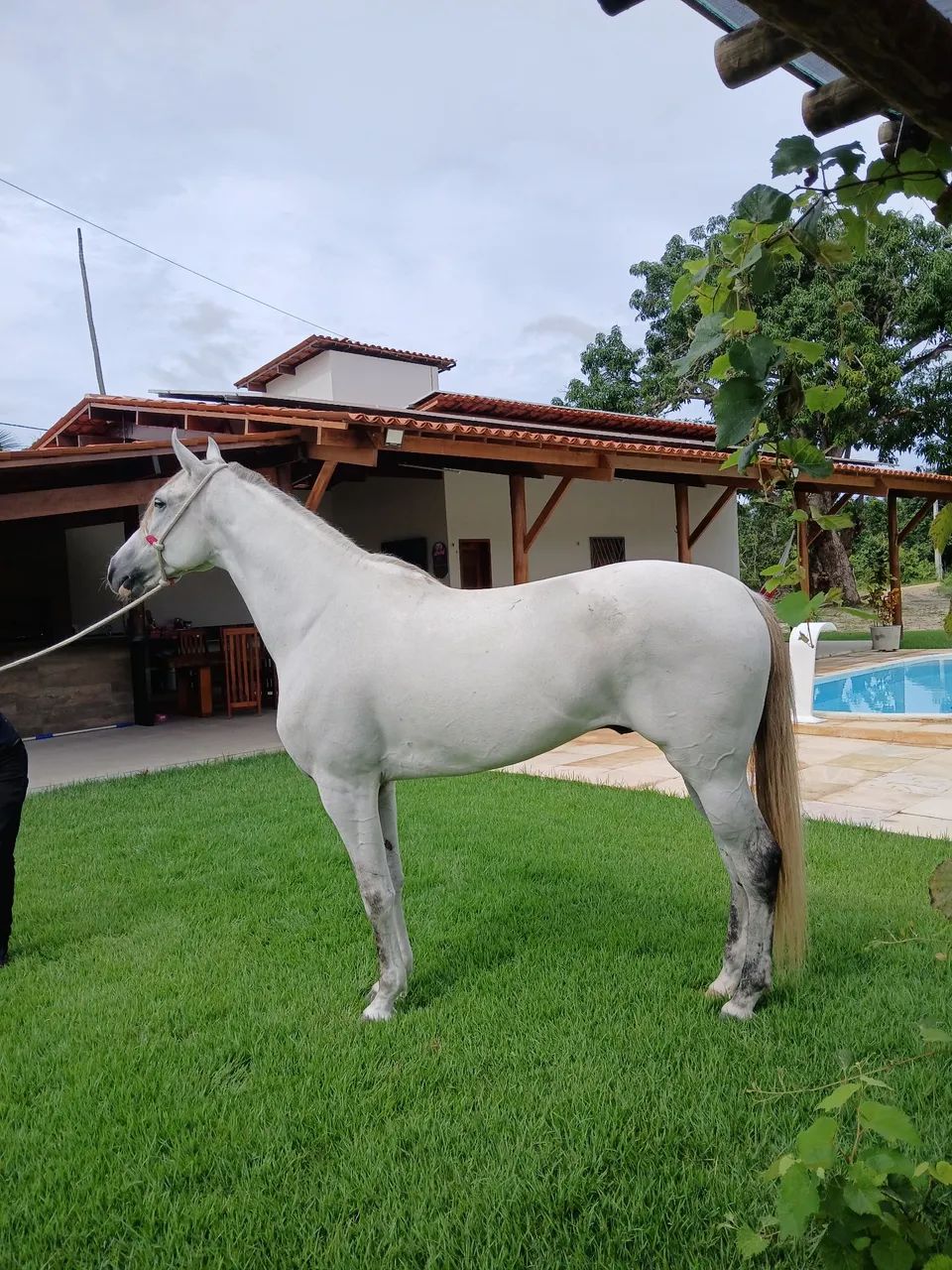 Cavalo Mangalarga Marchador