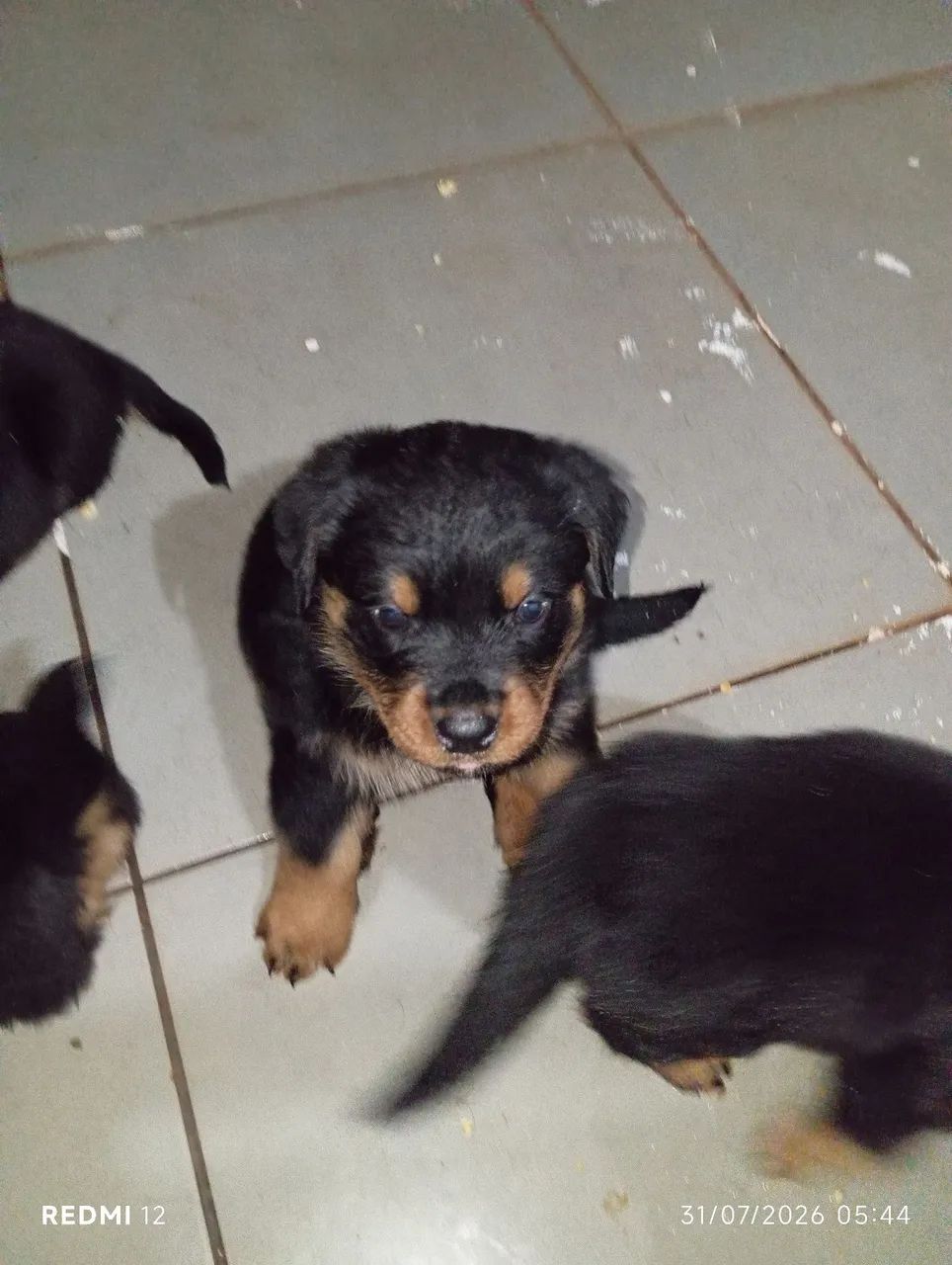 Filhotes de rottweiler  - Foto 4