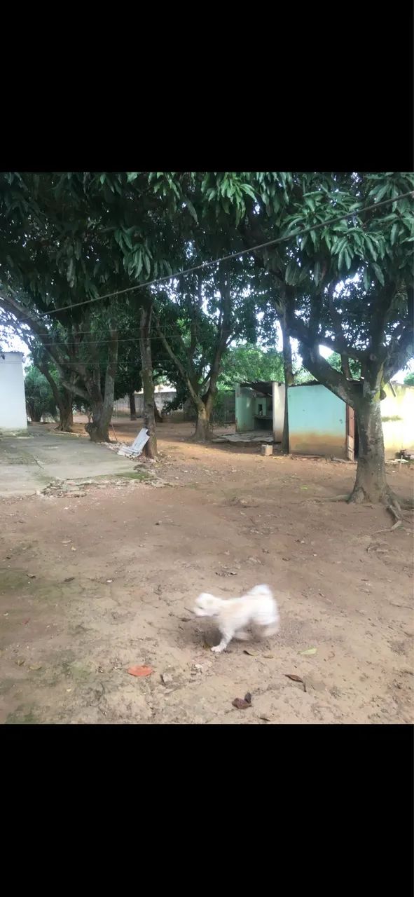 VENDO CHÁCARA  - Foto 2