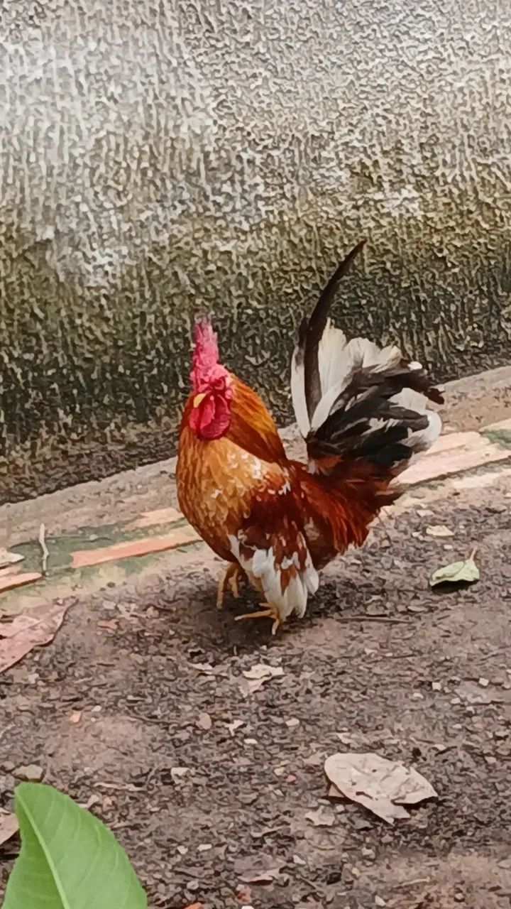 Galo garninzé 