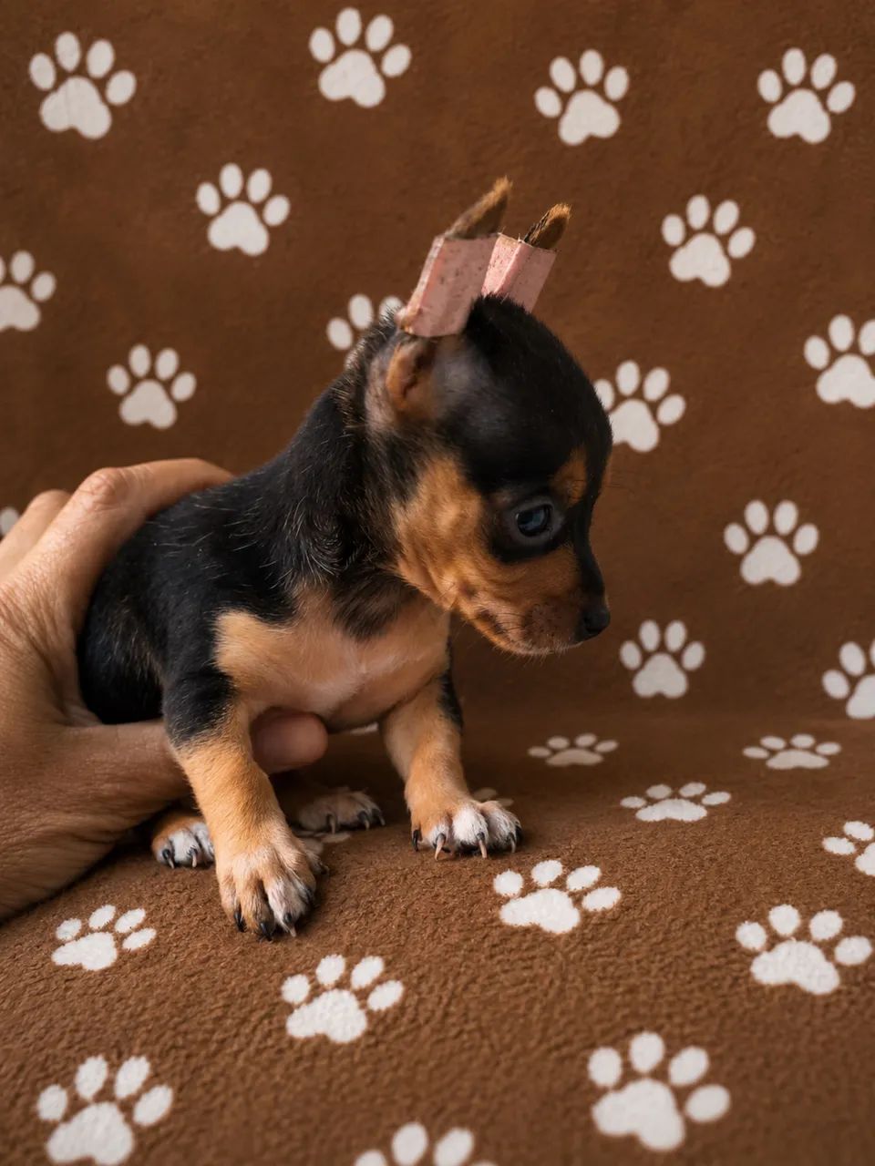 Pinscher 