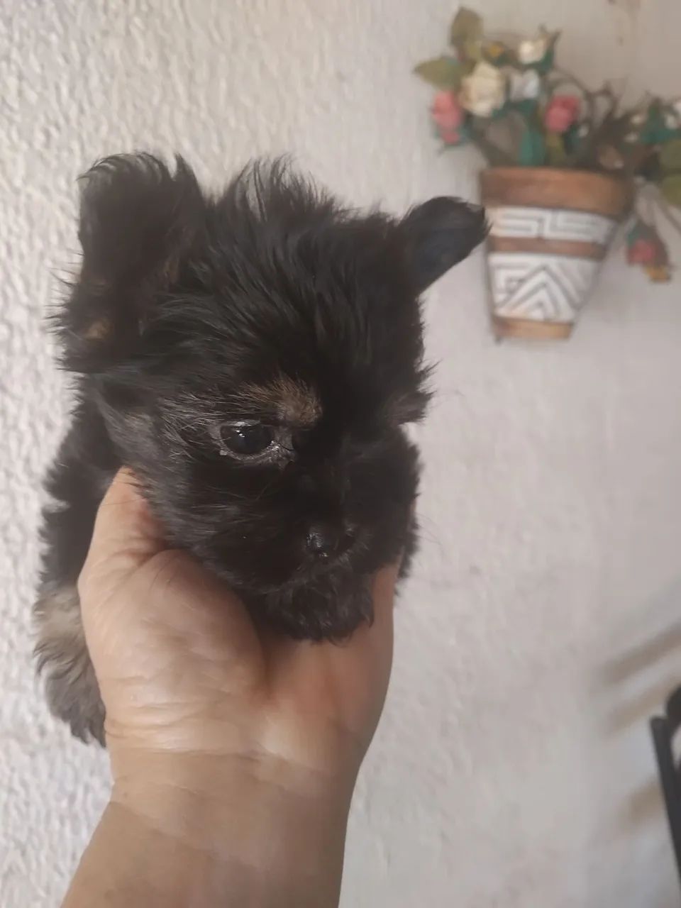 York machinho