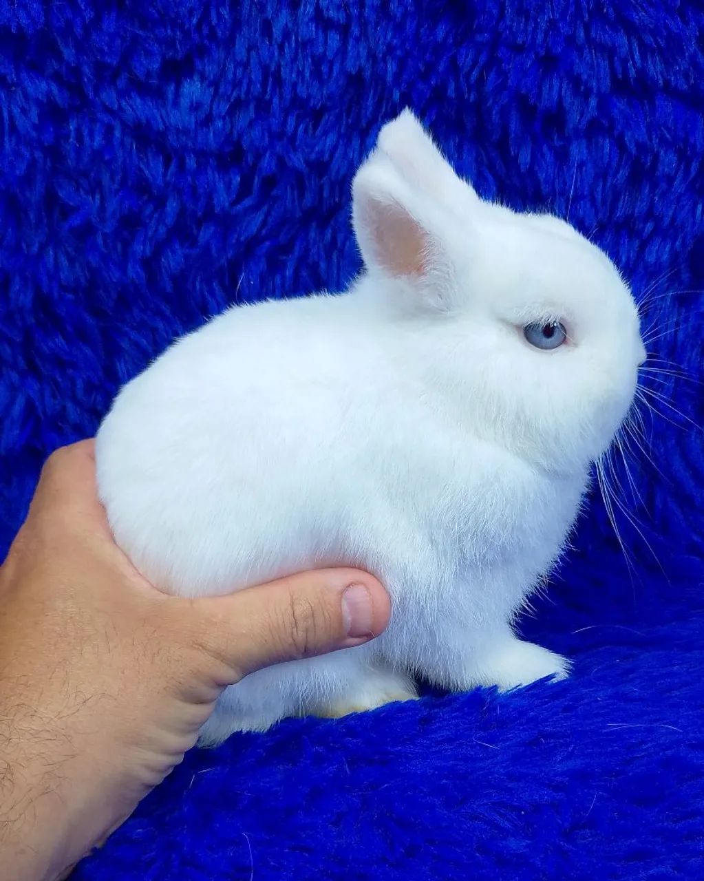 Os menores coelho do mundo (alto padrão)
