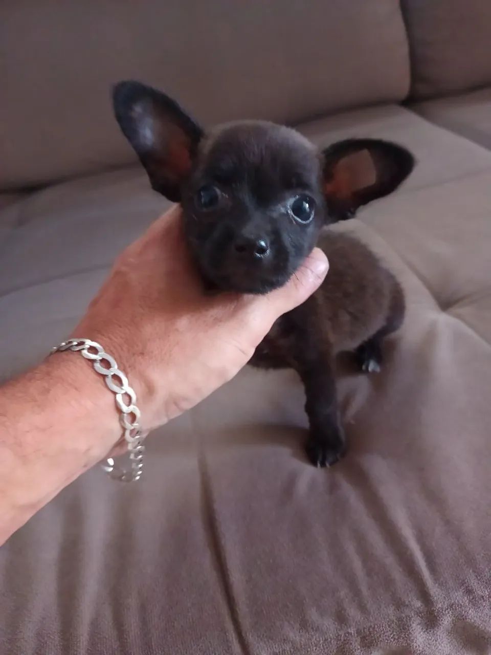 Cachorro pequenininho - Foto 5